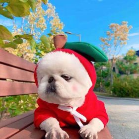 Dog Autumn And Winter Clothing Small And Medium Dog Love Two Legged Cat Cute Pet Clothing (Option: 1 Style-S)